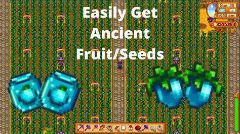 how to get ancient fruit stardew valley