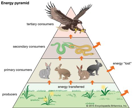 what is the tertiary consumer in the food chain and how does it influence the ecosystem?